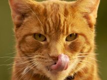 Dyretestamente, Dyrlægevagten