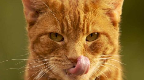 Dyretestamente Katte generelt