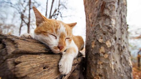 Essentielle fedtsyrer Katte generelt