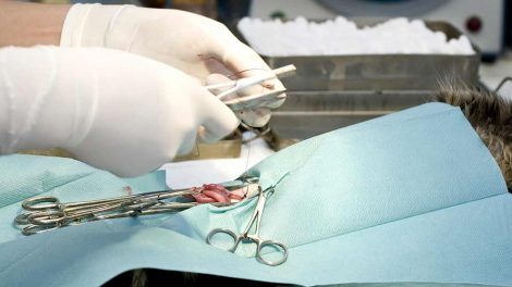 Feriekatten Katte generelt