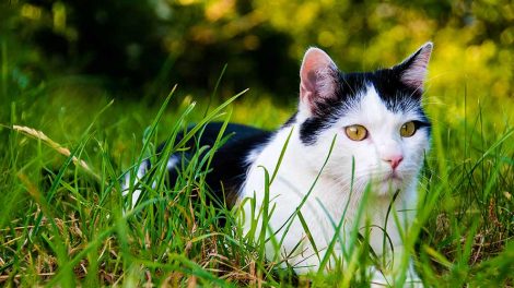 Feromoner Katte generelt