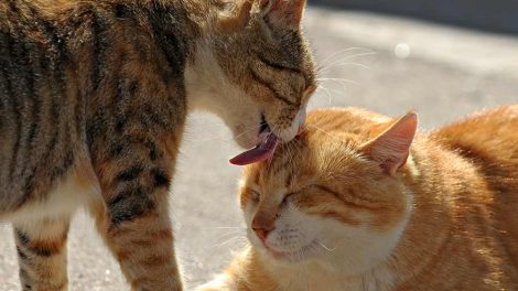 Genudsætning Katte generelt