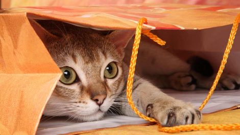 Giftige planter Katte generelt