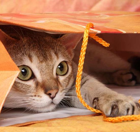 Giftige planter Katte generelt