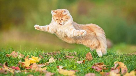 Hvis katten er blevet væk Katte generelt