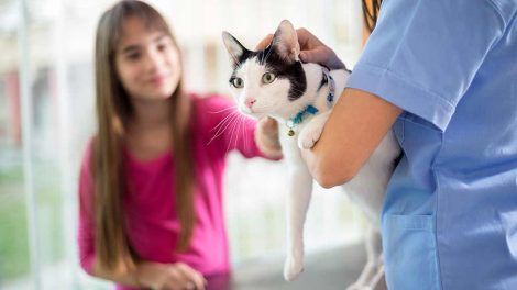 Jod desinfektion Katte generelt