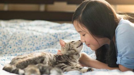 Katte styrker humøret og helbredet Katte generelt