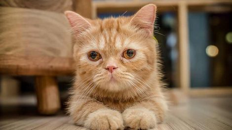 Kattebakke - kattetoilet Katte generelt