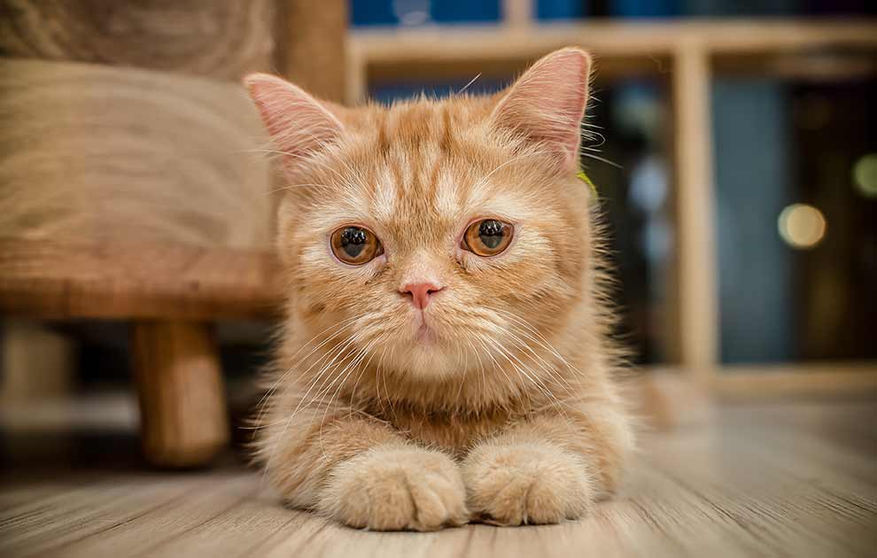 Kattebakke – kattetoilet, Dyrlægevagten