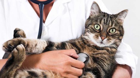 Medicinering Katte generelt