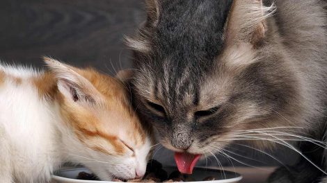 Nødstedte og efterladte katte og kattekillinger Katte generelt