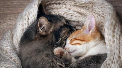 Opkastning Katte generelt