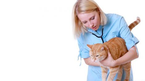 Panodil tabletter Katte generelt