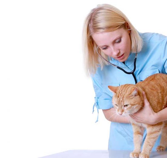 Panodil tabletter Katte generelt