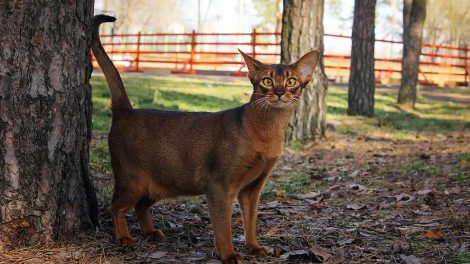 Sygeforsikring af kat Katte generelt