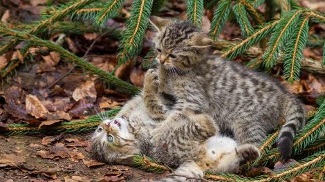 Bekendtgørelse om transport af dyr Katte Love & bekendtg.