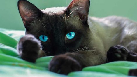 Dyreværnsloven Katte Love & bekendtg.