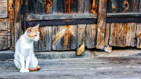 Min kat strinter meget! Katte Spørg dyrlægen