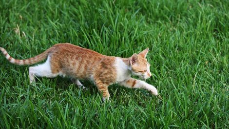 Test af blodtyper Katte Spørg dyrlægen