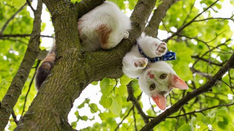 Akupunktur Katte Hos dyrlægen