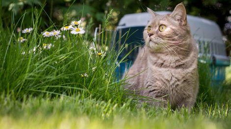 Bedøvelse Katte Hos dyrlægen