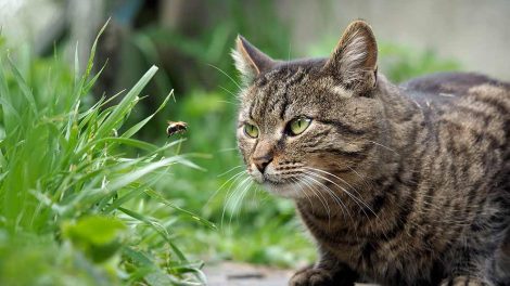 Kastration af hankat Katte Hos dyrlægen