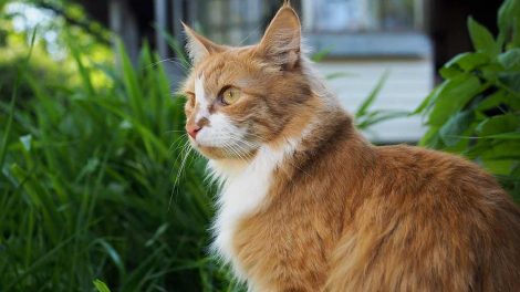 Ormekur Katte Hos dyrlægen