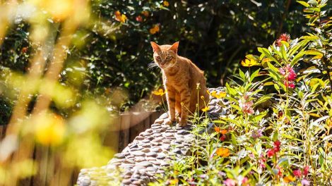 Sterilisation Katte Hos dyrlægen