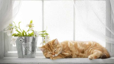 Ultralydscaning Katte Hos dyrlægen