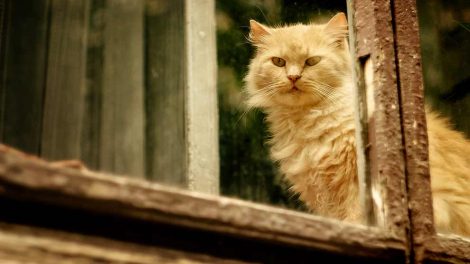 Vaccination Katte Hos dyrlægen