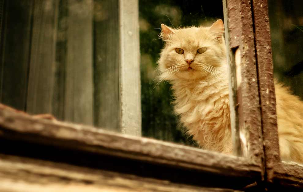 Vaccination, Dyrlægevagten