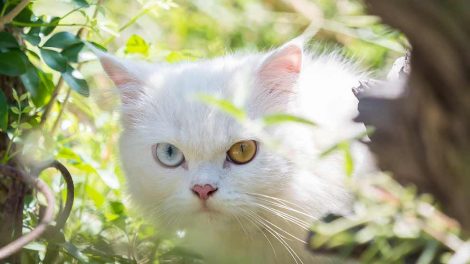 Vaccineret - Hvad sker der? Katte Hos dyrlægen