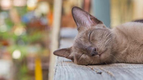 Byld Katte Hudproblemer