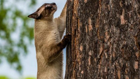 Fældning Katte Hudproblemer