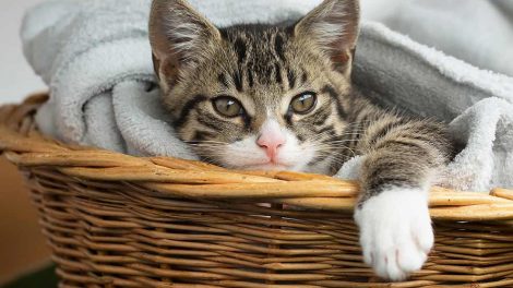 Hudbetændelse Katte Hudproblemer