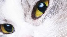 Hudsygdomme pga. overfølsomhed Katte Hudproblemer