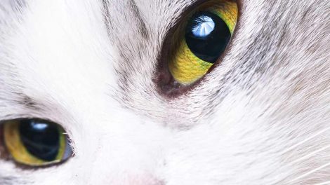 Hudsygdomme pga. overfølsomhed Katte Hudproblemer