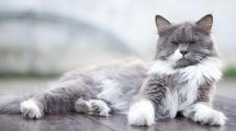 Loppebekæmpelse Katte Hudproblemer