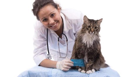 Lopper Katte Hudproblemer