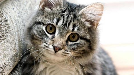 Ringorm Katte Hudproblemer