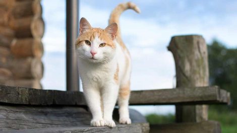 Ringorm i katterier Katte Hudproblemer