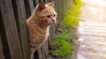 Rovmider Katte Hudproblemer