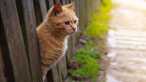 Rovmider Katte Hudproblemer