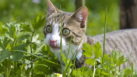 Skab Katte Hudproblemer