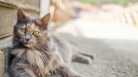 Skovflåten Katte Hudproblemer