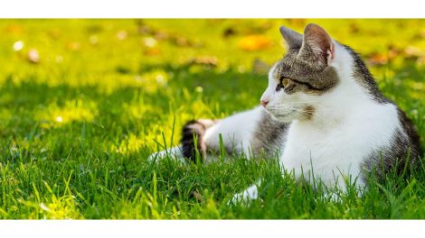 Foderskift Katte Pleje & fodring