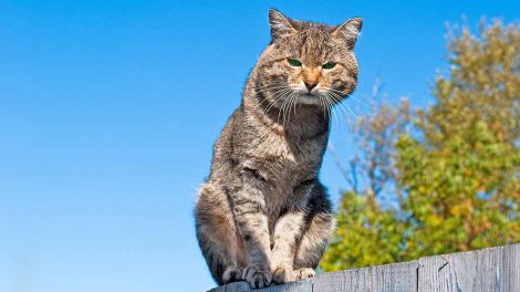 Fodring Katte Pleje & fodring