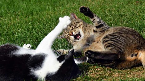 Før du køber kat Katte Pleje & fodring