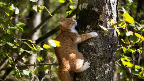 Kan katten tåle mælk? Katte Pleje & fodring