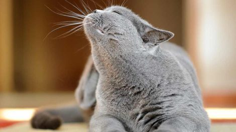 Kræsen Katte Pleje & fodring